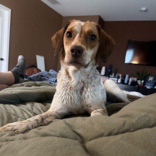 TriBeagles's tweet photo. Adoptable beagle of the day-Blair! https://t.co/tVeD93KiJn https://t.co/FQLJ0fQ41S