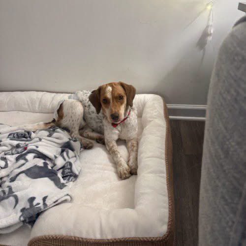 TriBeagles's tweet photo. Adoptable beagle of the day-Blair! https://t.co/tVeD93KiJn https://t.co/FQLJ0fQ41S