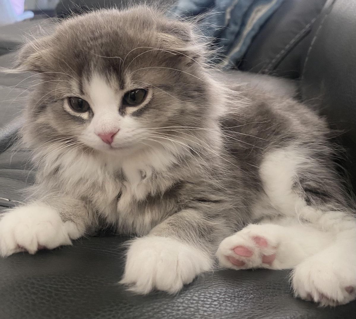 kokoergic's tweet photo. awwww nene why are you so little baby kitten https://t.co/lKIcM5GaUb