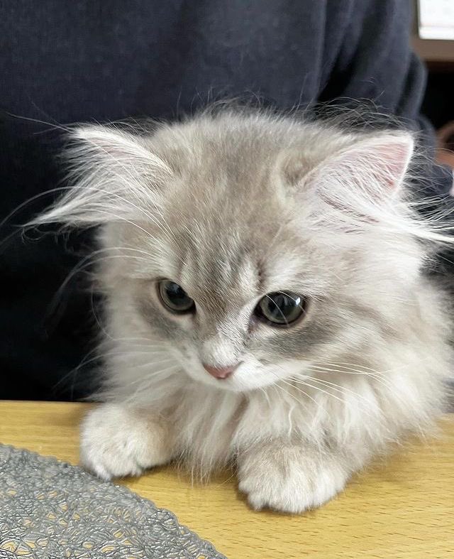 kokoergic's tweet photo. awwww nene why are you so little baby kitten https://t.co/lKIcM5GaUb