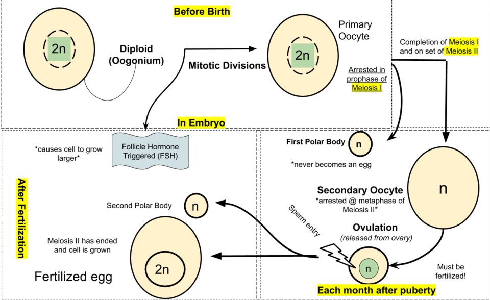 rizalcomputer's tweet photo. Oogenesis (/ˌoʊ.əˈdʒɛnɪsɪs/) or ovogenesis is female gametogenesis, the development of the egg cell (ovum) from the oogonium to a primary oocyte, and secondary oocyte. The egg cell is a cell that is competent to further develop when fertilized.[1] Oogenesis is initiated during early embryonic development.