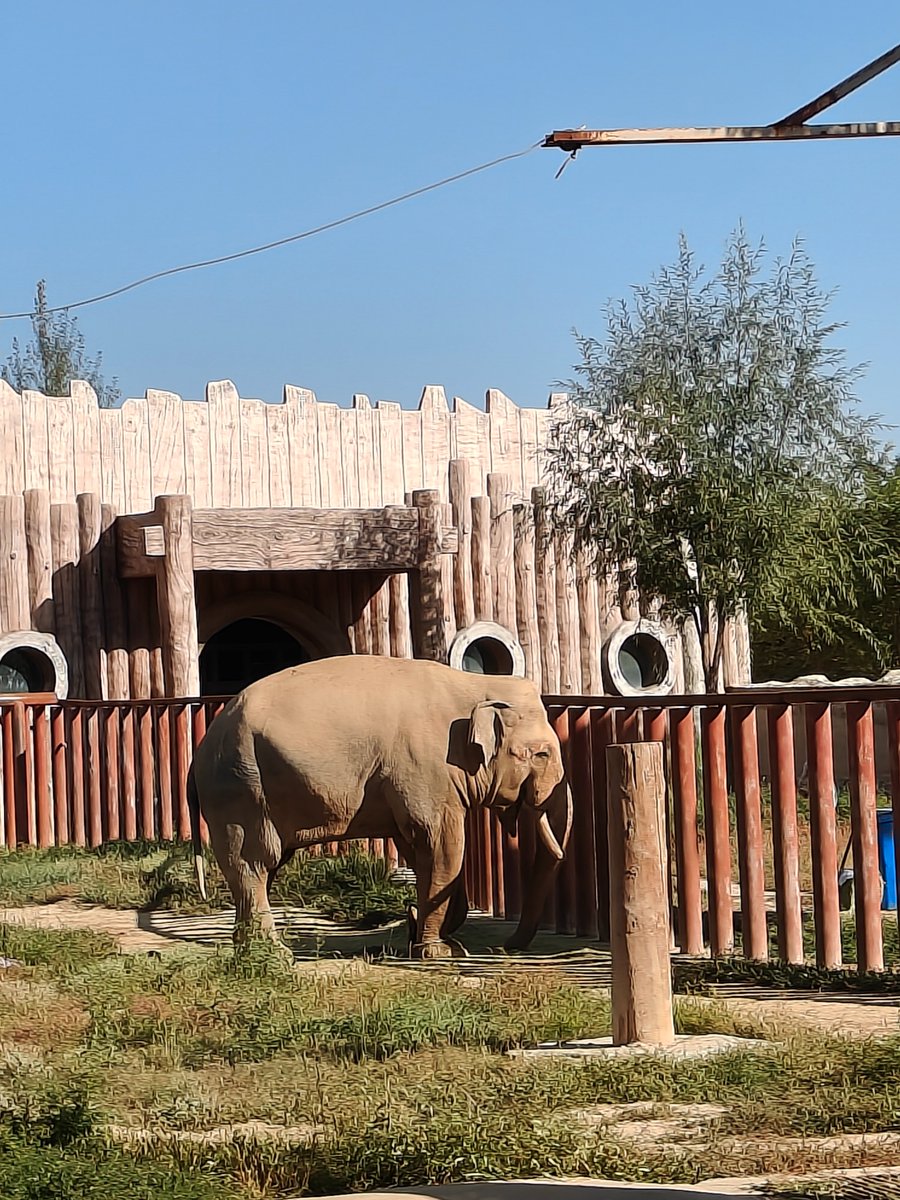 GraceWu78732273's tweet photo. Welcome to the Animal World! #Zoo https://t.co/tuzD23JHgW