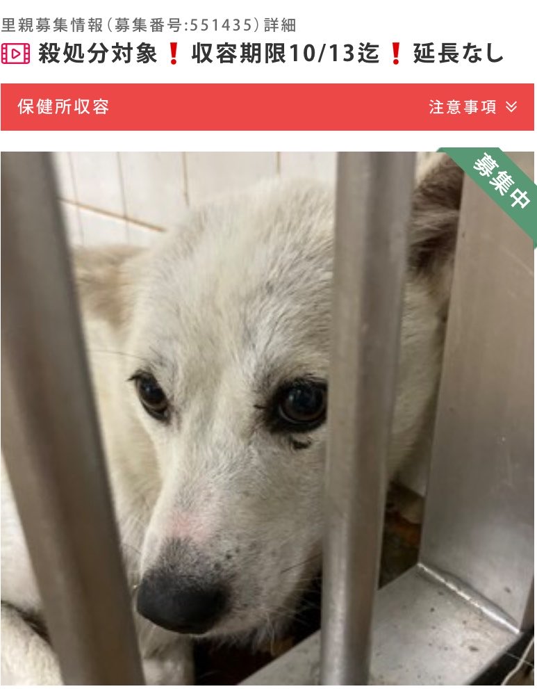 hgwj2WODcjLjHal's tweet photo. 🆘殺処分対象❗️収容期限10/13迄❗️延長なし🆘#拡散希望 #里親募集
山口県周南健康福祉センター 
管理番号102
1歳位?まだ幼さ残るお顔ですがオッパイが張っています。授乳中か離乳直後?
仔犬の安否が気になります。
人馴れはこれから
外飼い不可
⚠️センターへは里親希望以外☎️❌
https://t.co/ZODKUogloG https://t.co/XWIlAgz9Ke