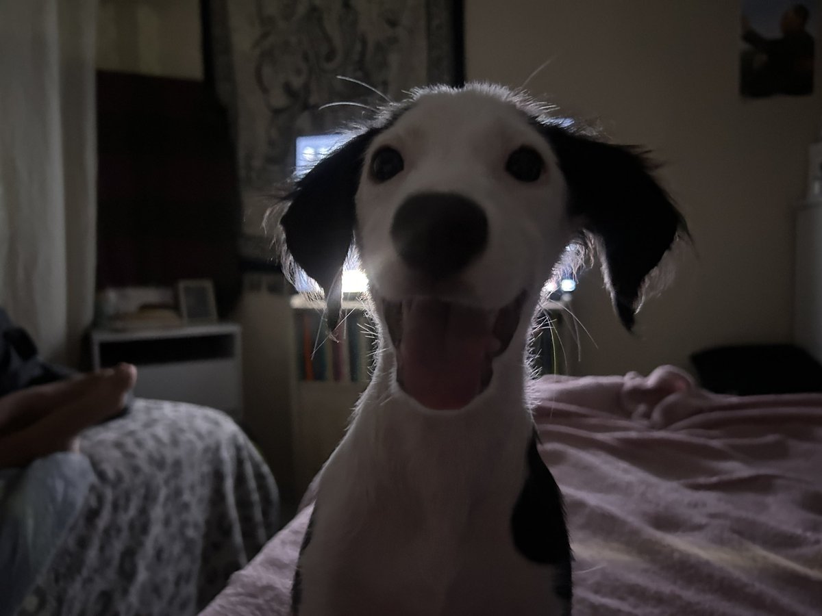 beimmunity's tweet photo. primeira noite de snoopy sorridente em sua nova casa https://t.co/EFLLtzWtRq