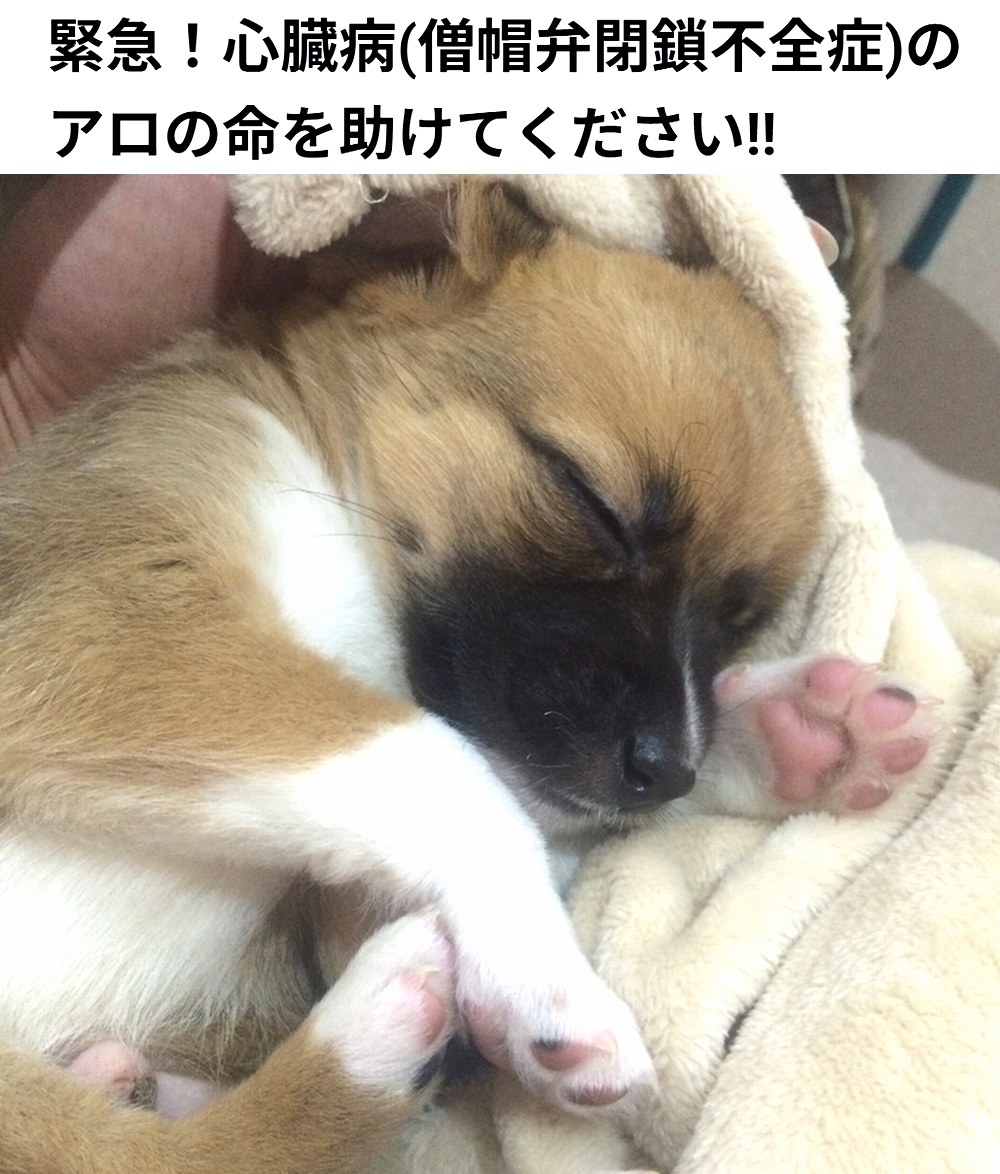 shu_ota2's tweet photo. 🆘#拡散希望🆘
アロ くん の 僧帽弁閉鎖不全症 の治療費のクラウドファンディングへの御協力お願いします🙇‍♂️
↓
https://t.co/LJKQFszfO7

残り5日で、達成率68%(残り63万6千円)と、厳しい状況です！
達成率が100%に達しないと支援金を受取る事が出来ません。

ご支援お願いします🙇‍♂️ https://t.co/ktqXCOOjOT