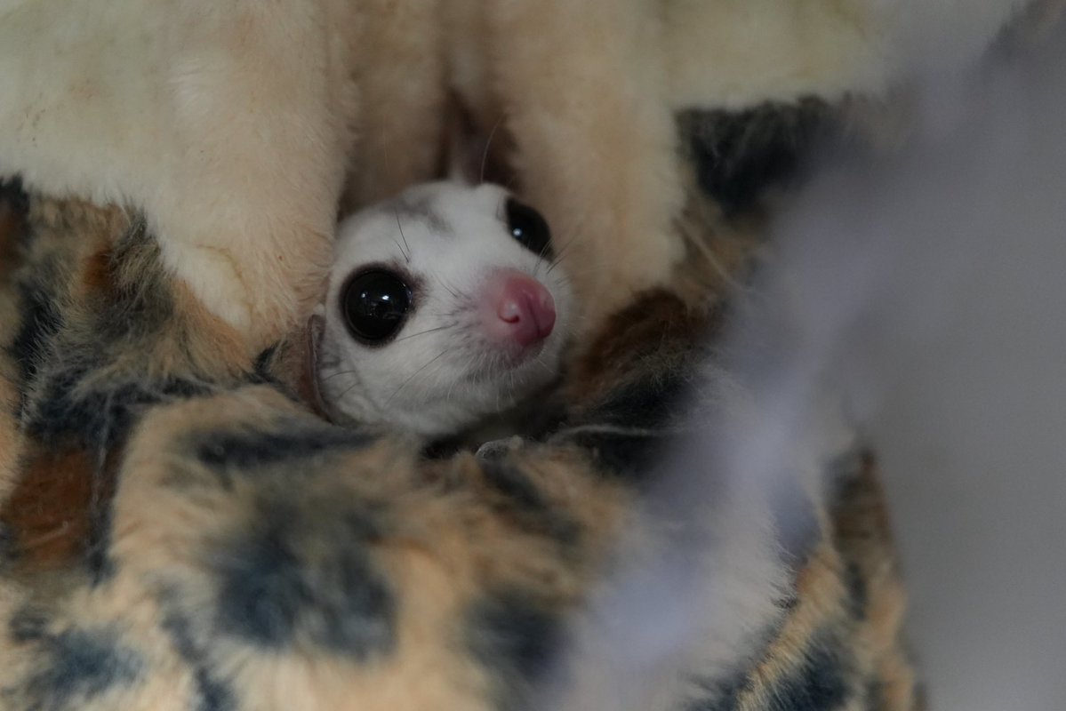 jin_leopa's tweet photo. #フクロモモンガ
#フクモモ https://t.co/zXb8CzOXFV