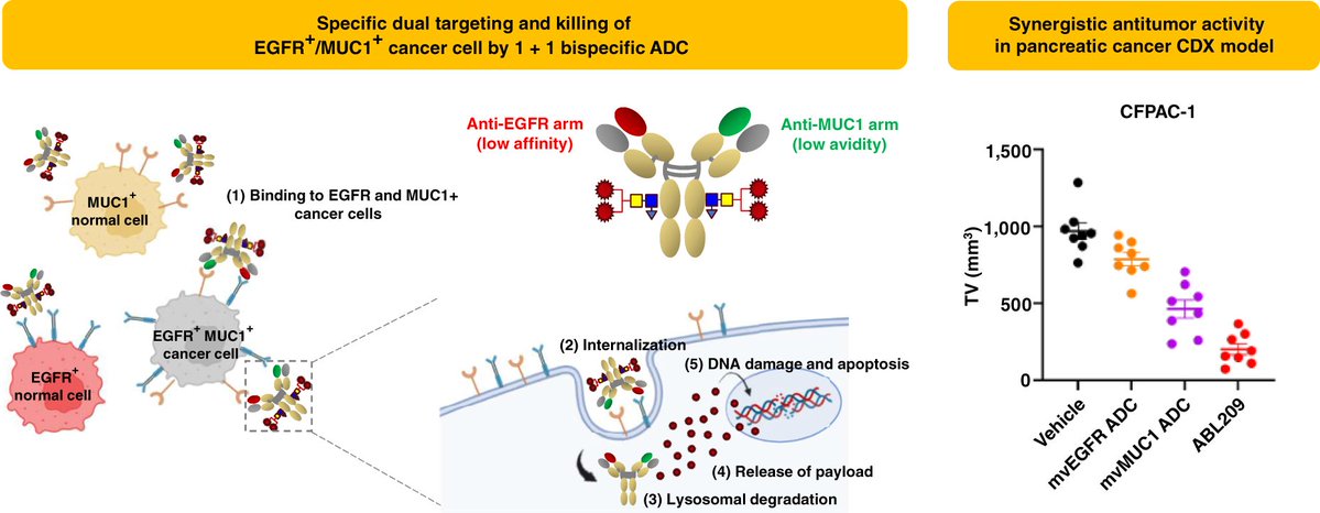 MCT_AACR's tweet photo. Read the #FirstDisclosure featured on the cover of the October issue ➡️ ABL209 (NEOK002): Designing an EGFR × MUC1 Bispecific TOP1i ADC with Promising Antitumor Activity and Enhanced Therapeutic Window https://t.co/Bc2ApUMrJD @JinwonScience @ablbioinc #OpenAccess https://t.co/HVI16xuPGr