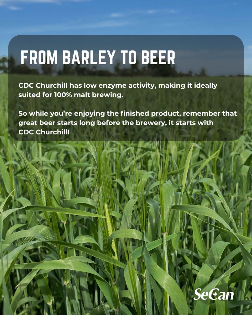 SeCan's tweet photo. Canadian Beer Day = a good excuse to talk barley.
CDC Churchill is a 2-row malting barley with strong yield potential, good straw strength, lower grain protein, and broad Prairie adaptation.
Cheers to great beer @canadianbarley!
#SeCan #CDCChurchill #CanadianBeer https://t.co/qluugdTjSF
