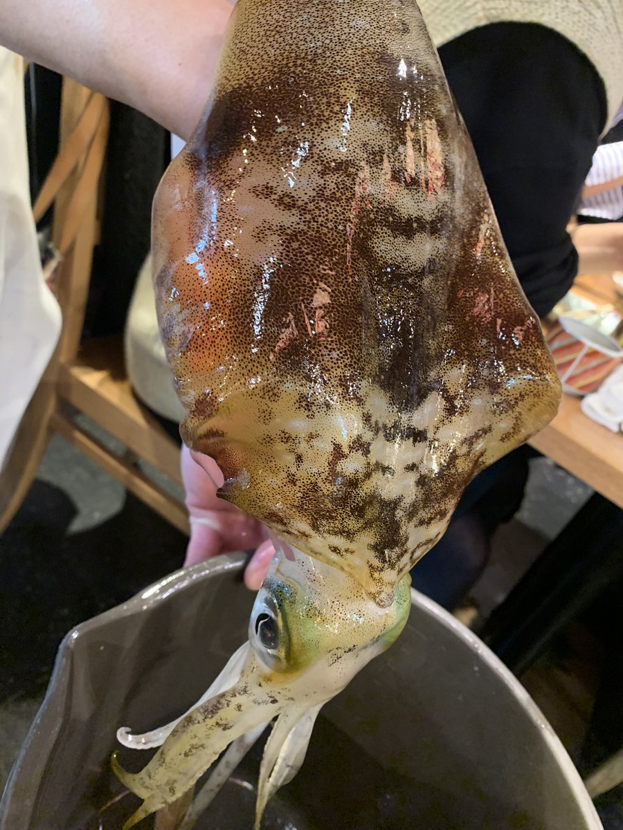 jouest39's tweet photo. このイカを捌きますって
一回見せてくれるじゃん

なんかごめんってなる https://t.co/AIdMSTMnNm
