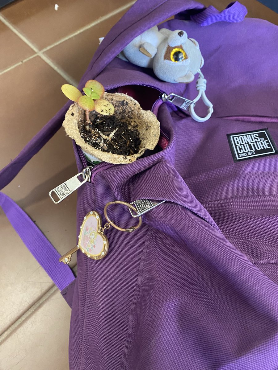 for_evermeliu's tweet photo. miren me dieronuna plantita https://t.co/hoVJSu2pSV