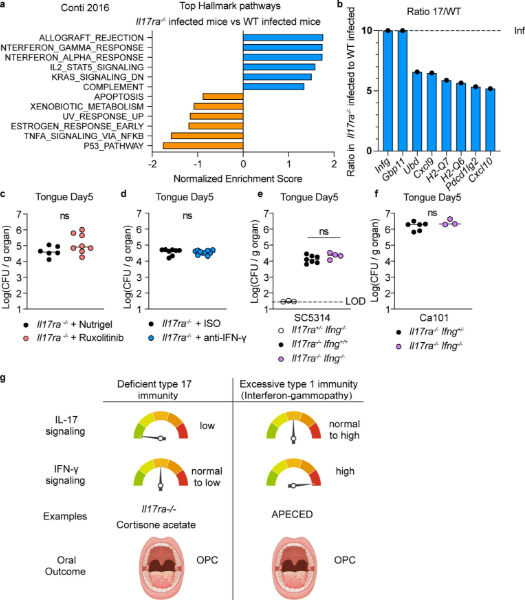 mbiojournal's tweet photo. Corticosteroids fuel oral #candidiasis by suppressing protective type-17 immunity, not by inducing #interferon-γ-driven inflammation. New insights into host defense against #Candida albicans. https://t.co/xBSrVNO8Uu #corticosteroids https://t.co/fWQGVzsmv0