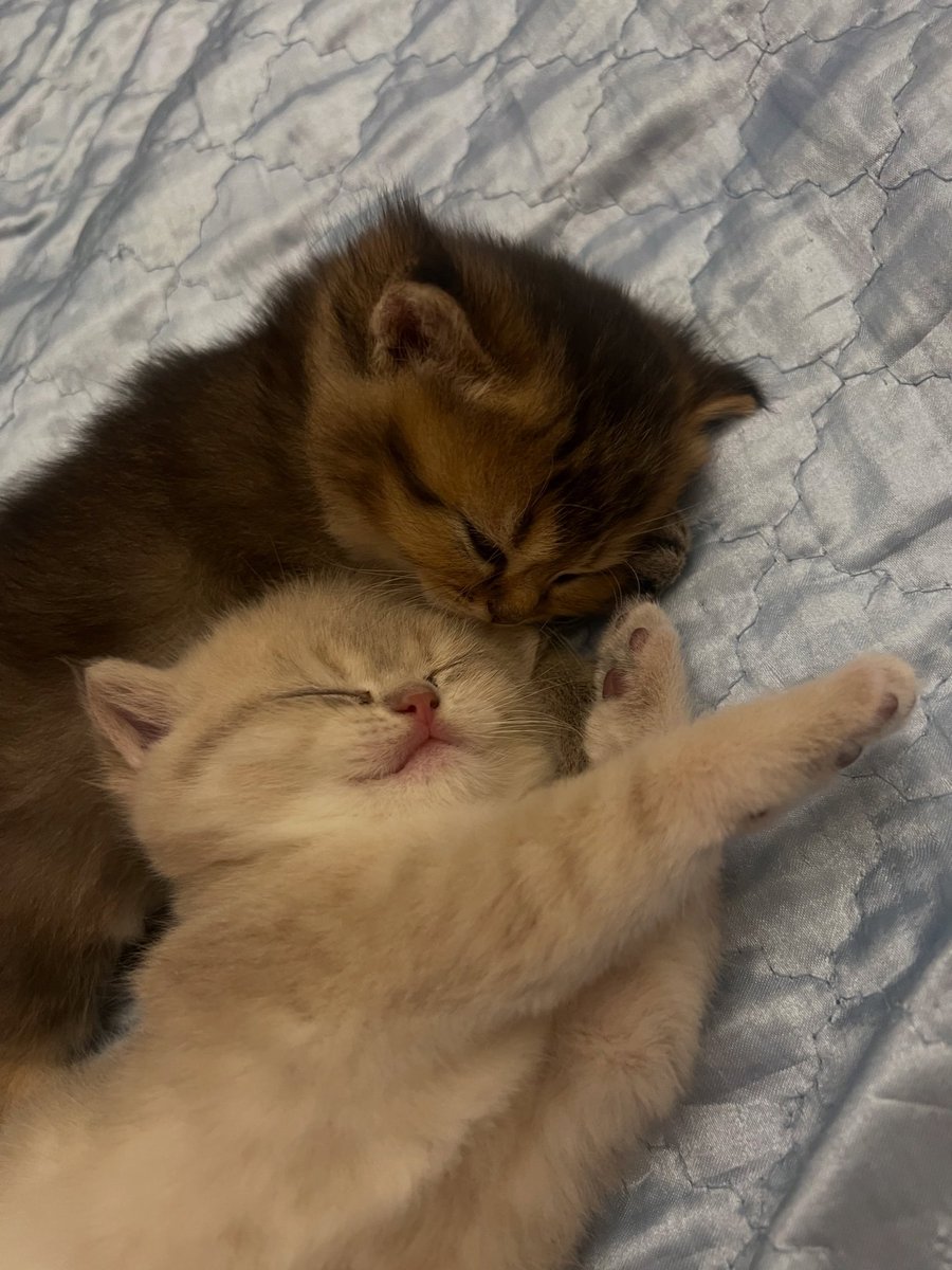 PostofcatsX's tweet photo. https://t.co/utuDcndRir