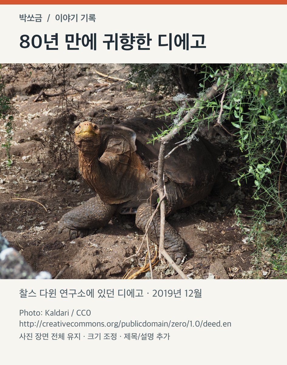 bagssogoo's tweet photo. 거북 한 마리가 고향으로 돌아가는 데 거의 80년이 걸림

갈라파고스 에스파뇰라섬의 거북 디에고
섬에서 데려와 미국 동물원에 살던 중, 멸종 위기에 놓인 같은 종의 번식 프로그램에 합류함

섬에 남아 있던 암컷 12마리·수컷 2마리에 디에고까지
이 15마리에서 시작된 프로그램으로 약 1,900마리의 새끼가 고향에 보내졌고, 그중 약 40%가 디에고의 자손이었다고

2020년에는 번식에 참여했던 15마리도 섬으로 돌아감
돌아가 보니 자손이 먼저 살고 있는 귀향
거북들의 번식과 서식지 복원이 함께 만든 결과였음

https://t.co/hERljt2oOv
