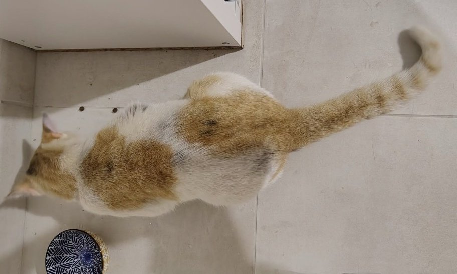 MissingTarn81's tweet photo. 07.10.26 Trouvé chat blanc/roux à Lescure d'Albigeois. Tél (Asso EVA) : 06 14 59 06 20 #Tarn https://t.co/ZWVS7D8jQG