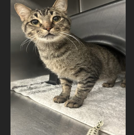HollywoodDogs's tweet photo. Buster, a 3-year-old tabby at a full shelter in #Dallas, #TX, needs a forever home, a foster home, or rescue https://t.co/jx8SlD5PJB #URGENT #tabby #AdoptableCatofDay 🐱 https://t.co/0TconnASSK