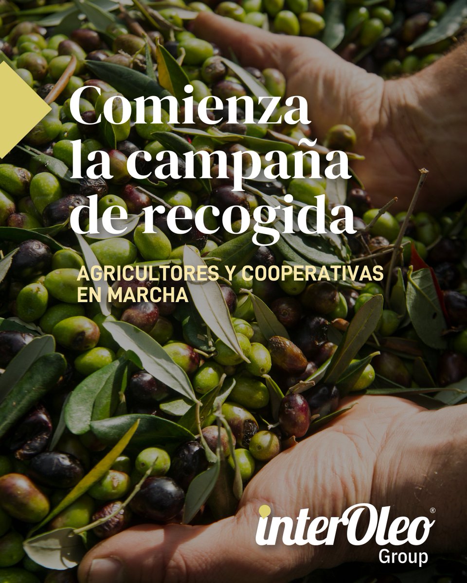 interoleo's tweet photo. Comienza la campaña de recogida. 🚜
 Un momento clave para agricultores y cooperativas.

#GrupoInteroleo #Olivar #AOVE #AceiteDeOliva #Calidad https://t.co/uAdpmvYrSf