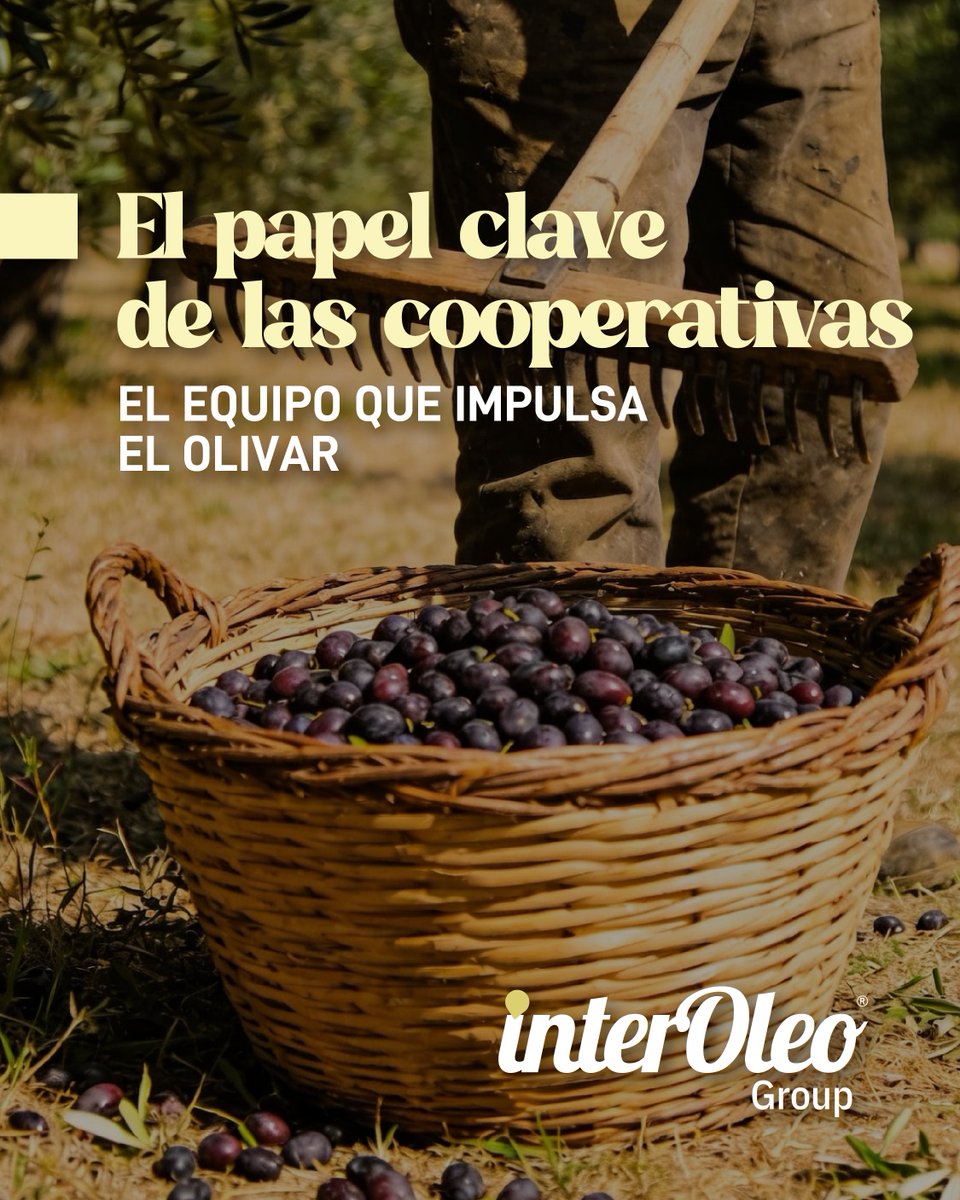 interoleo's tweet photo. Las cooperativas desempeñan un papel clave en la organización y calidad del proceso.
Trabajo en equipo.

#AOVE #AceiteDeOliva #Sostenible #GrupoInteroleo https://t.co/nwNjyH0EV5