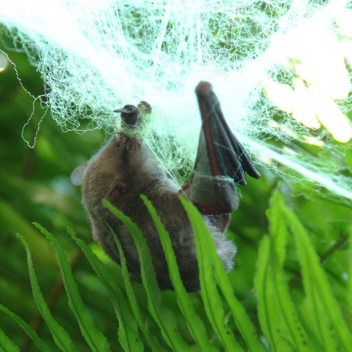 BatConIntl's tweet photo. Don't let the scariest part of Halloween be the impact your decor has on wildlife 🕸️
Unlike real spiderwebs, artificial webbing doesn’t break easily, meaning bats and birds are easily tangled up in the strands. 😱

📸 Dick Wilkins https://t.co/yyIw2aYoFw