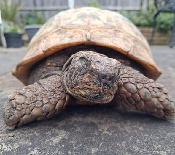 AlbertTortoise's tweet photo. Very funny. Knew HE'd do it. Although HE away at schools, this #picture was scheduled. Not asleep. This is #ALBERTthetortoise with more on ME. After 1st #book ALBERT UPSIDE DOWN, we now have 10 #picturebooks 3 #boardbooks and #activitybook. #TakeCare https://t.co/PLbYq3jYb0 https://t.co/V3Hji7Jbji
