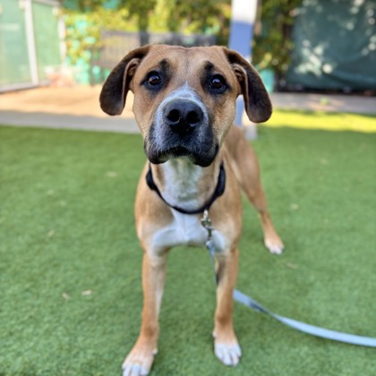 sfspca tweet picture