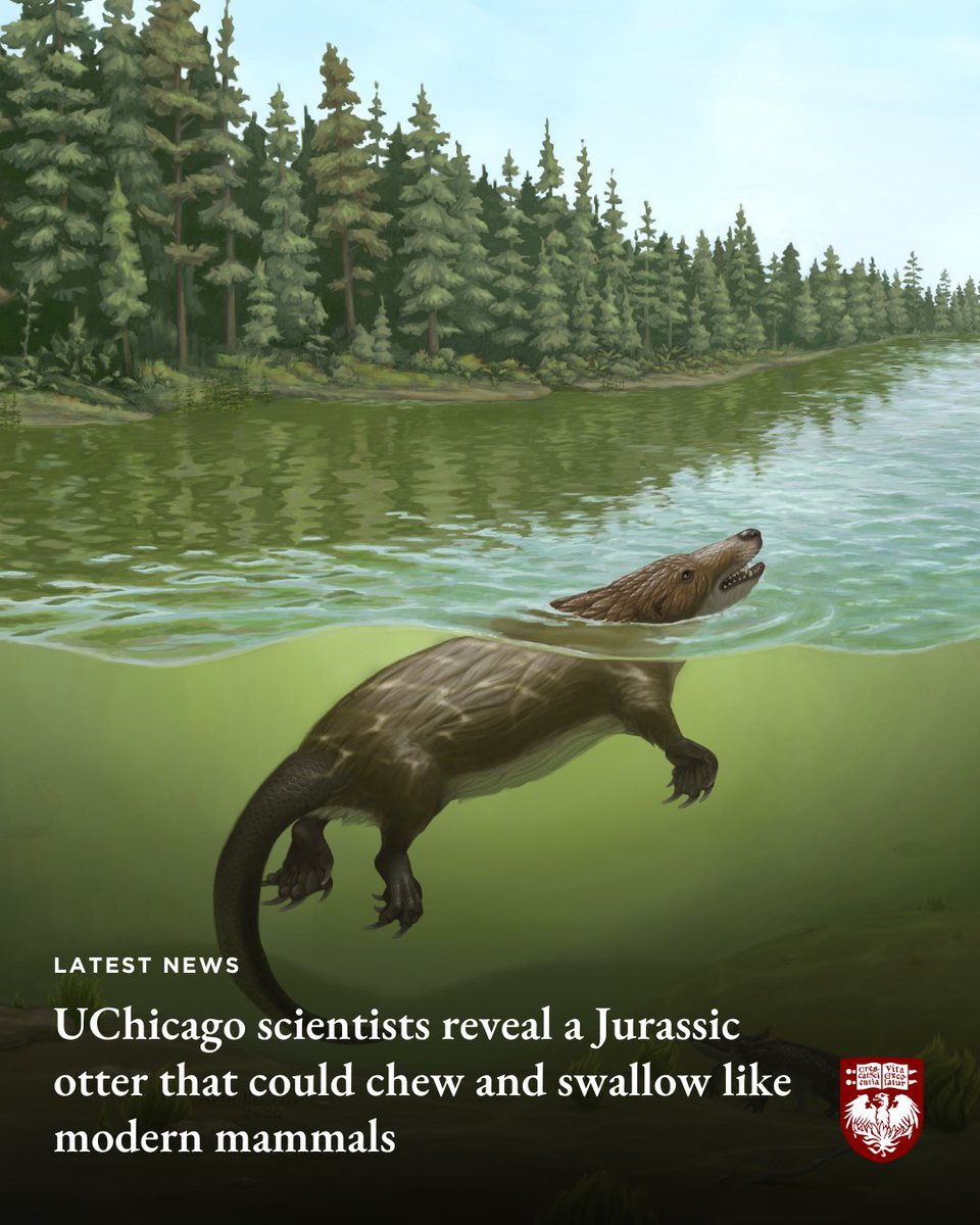 UChicago's tweet photo. A 165-million-year-old “Jurassic otter” is revealing new clues about mammal evolution. UChicago scientists found that Megacauda had throat structures that helped it chew and swallow like modern mammals.

Learn more: https://t.co/m4glEfFIye https://t.co/6z29oJGV6j