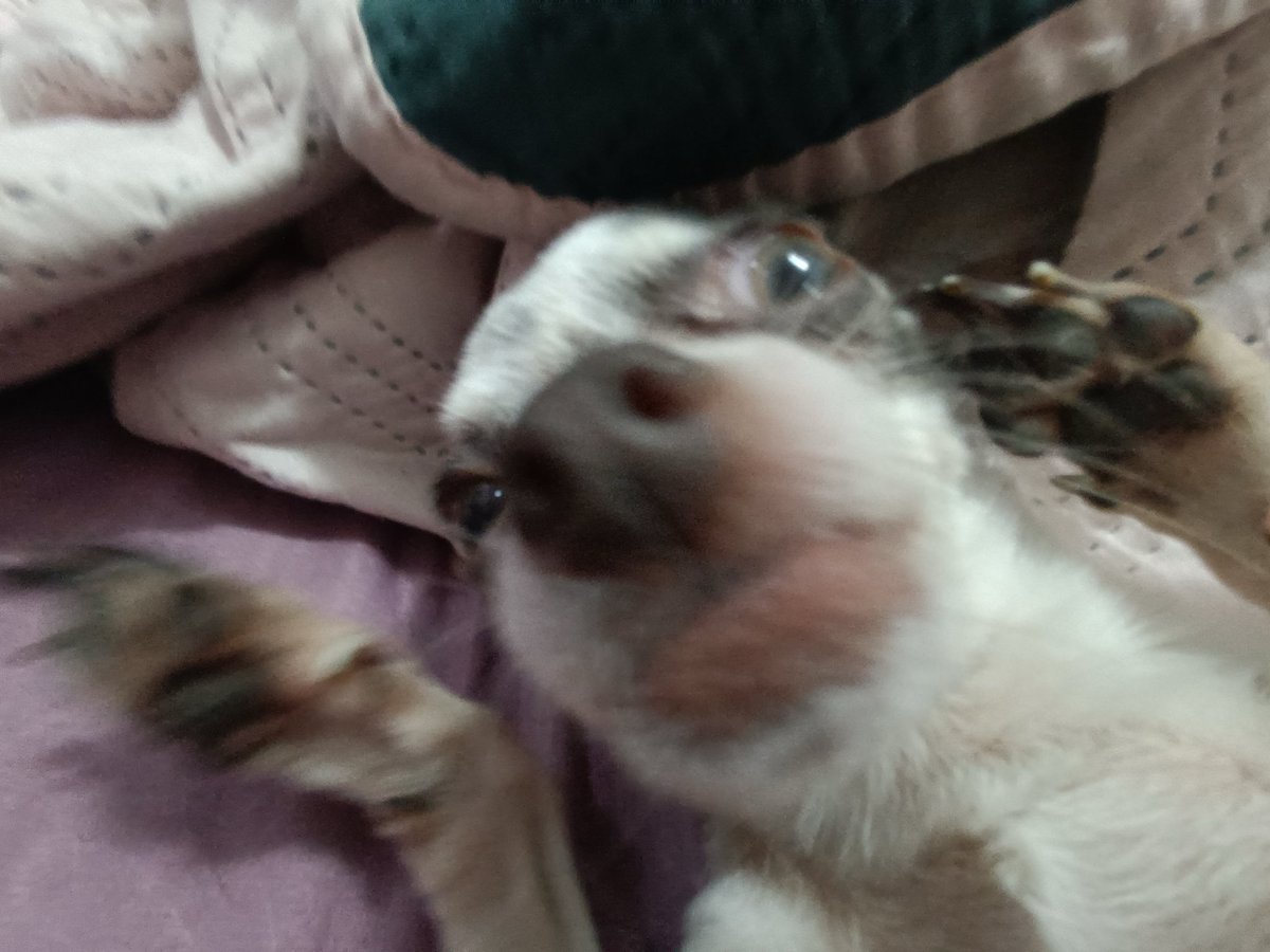WKY2k06's tweet photo. @vampiveee Que hermosos están neta, yo nomas tengo a está desequilibrada mental https://t.co/4VvF8Tz9b6