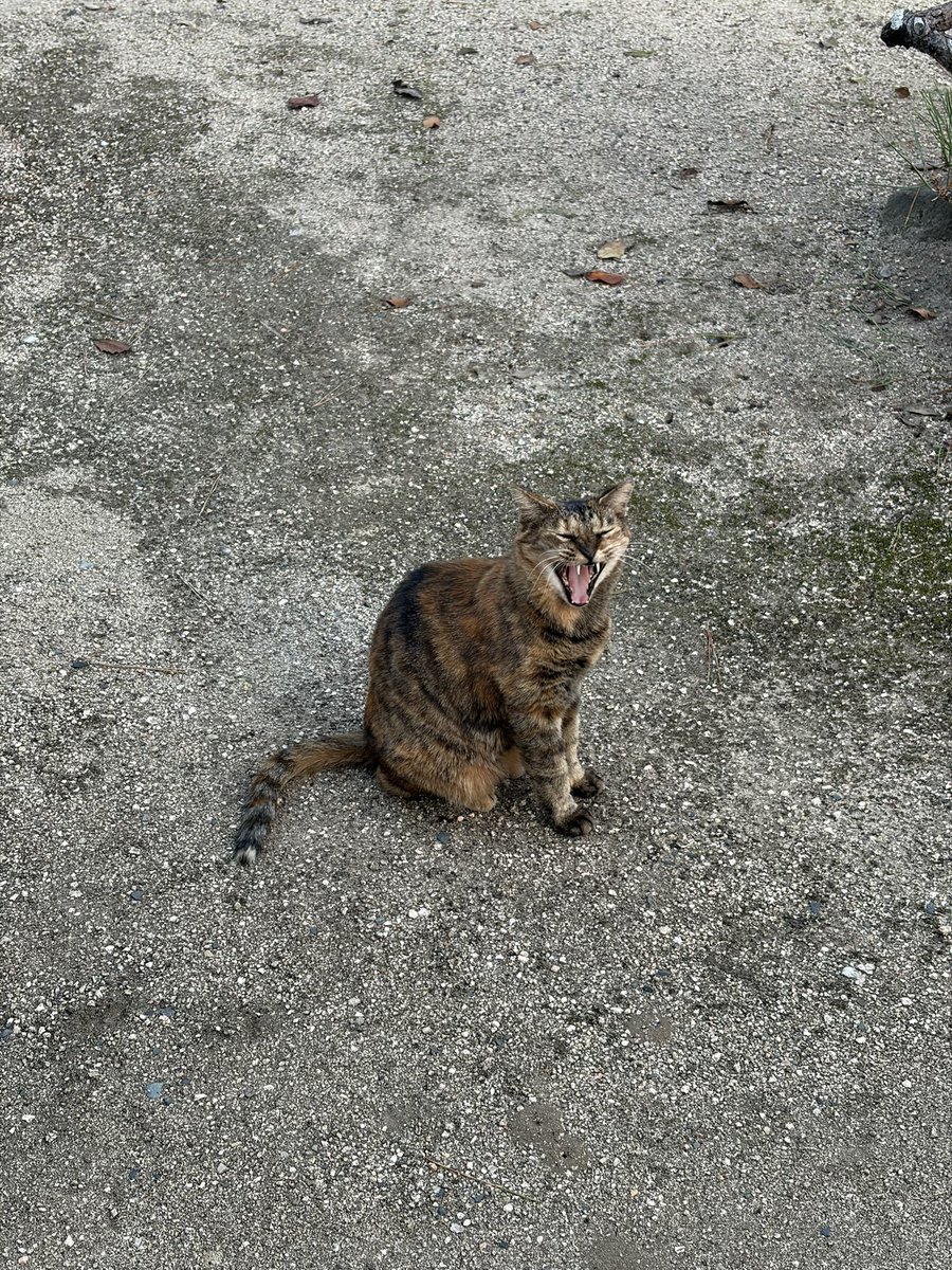 ll__sumer's tweet photo. お参りに行ったら猫がいて嬉しかった^. ̫ .^

あくびしてる写真 https://t.co/83uvG7qc9j