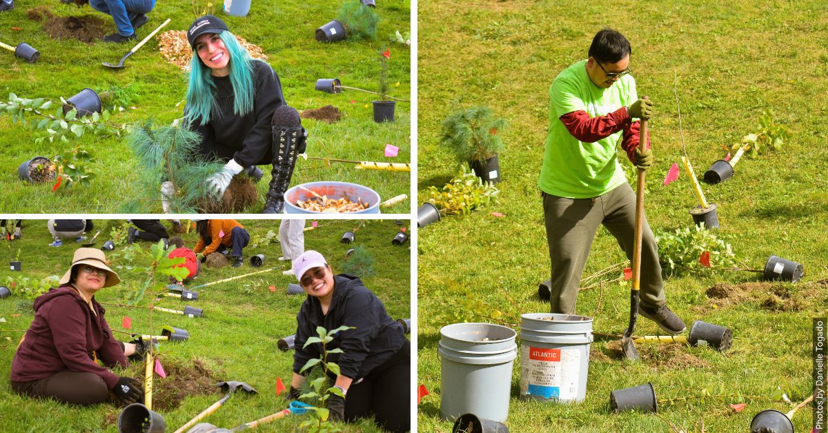 leaf's tweet photo. 🌳 Thank you to everyone who joined us in Vaughan and Oshawa! Together, you planted native trees &amp; shrubs to help grow the urban forest!

Upcoming events: https://t.co/3cjLZ85SHG https://t.co/s6fOEh4Ae2