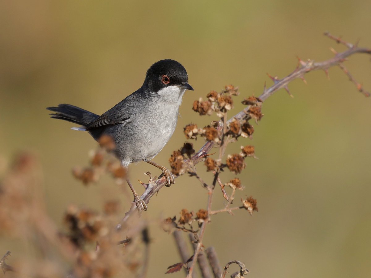 stevesando1's tweet photo. This lovely male Sardinian warbler sat up nicely this morning. Mykonos, Greece. https://t.co/ERSMcn2m7O