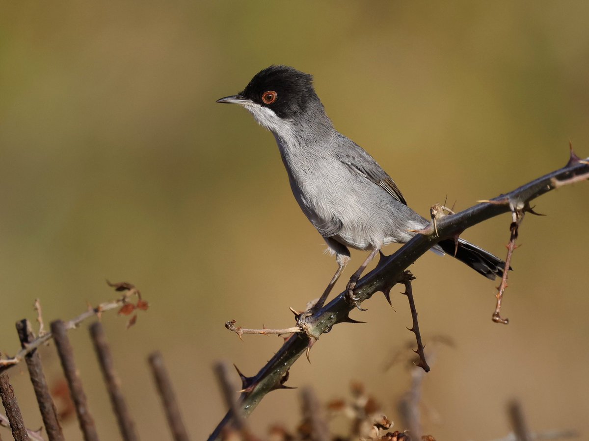 stevesando1's tweet photo. This lovely male Sardinian warbler sat up nicely this morning. Mykonos, Greece. https://t.co/ERSMcn2m7O
