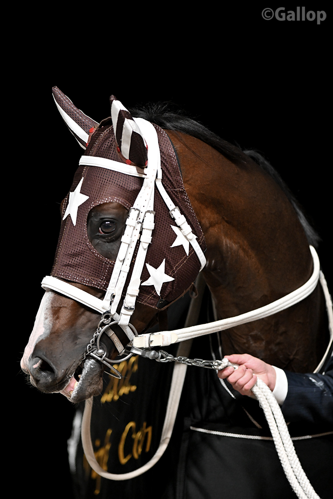 gallop_keiba's tweet photo. #ミックファイア https://t.co/zXgm1pE4tT