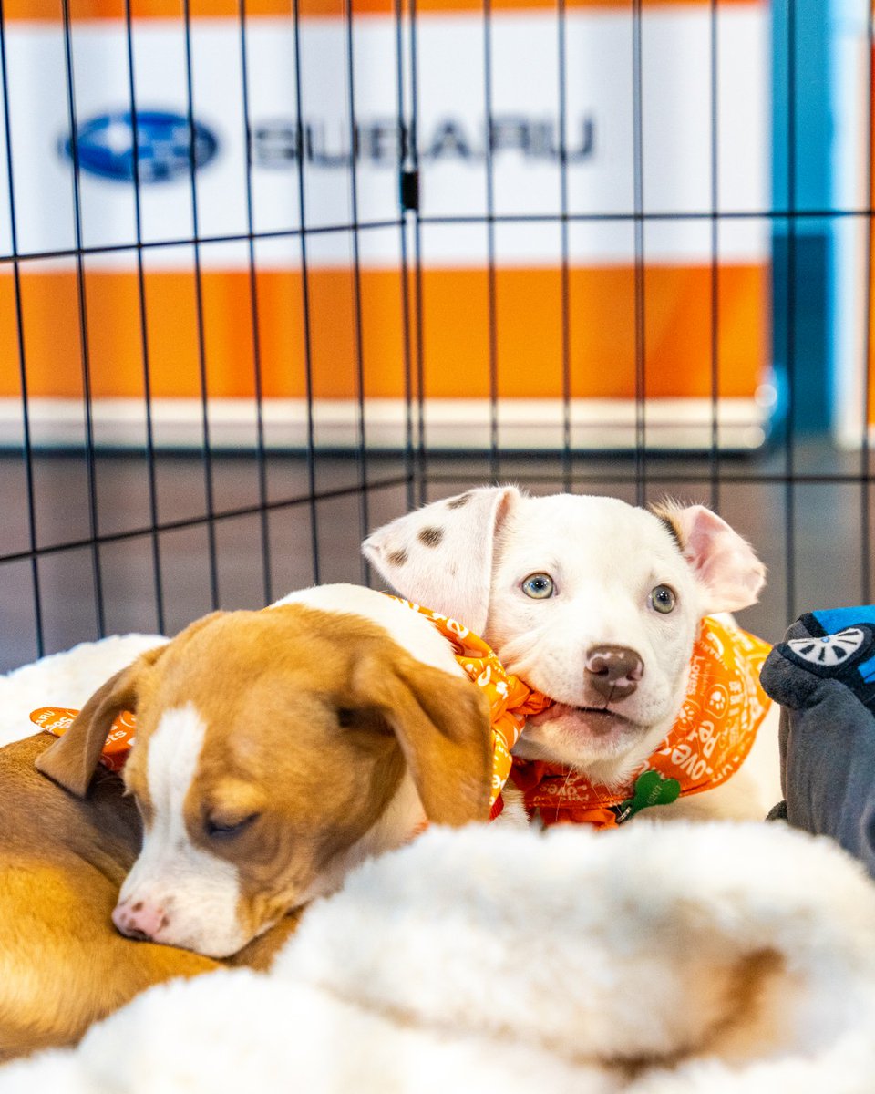 RHBSubaru's tweet photo. This October, Riverhead Bay Subaru is helping to make brighter futures possible for shelter pets by supporting the Southampton Animal Shelter Foundation. 🐾 Learn more about how Subaru Loves Pets: https://t.co/OHxLXsaXIK https://t.co/4jhlDrlBld
