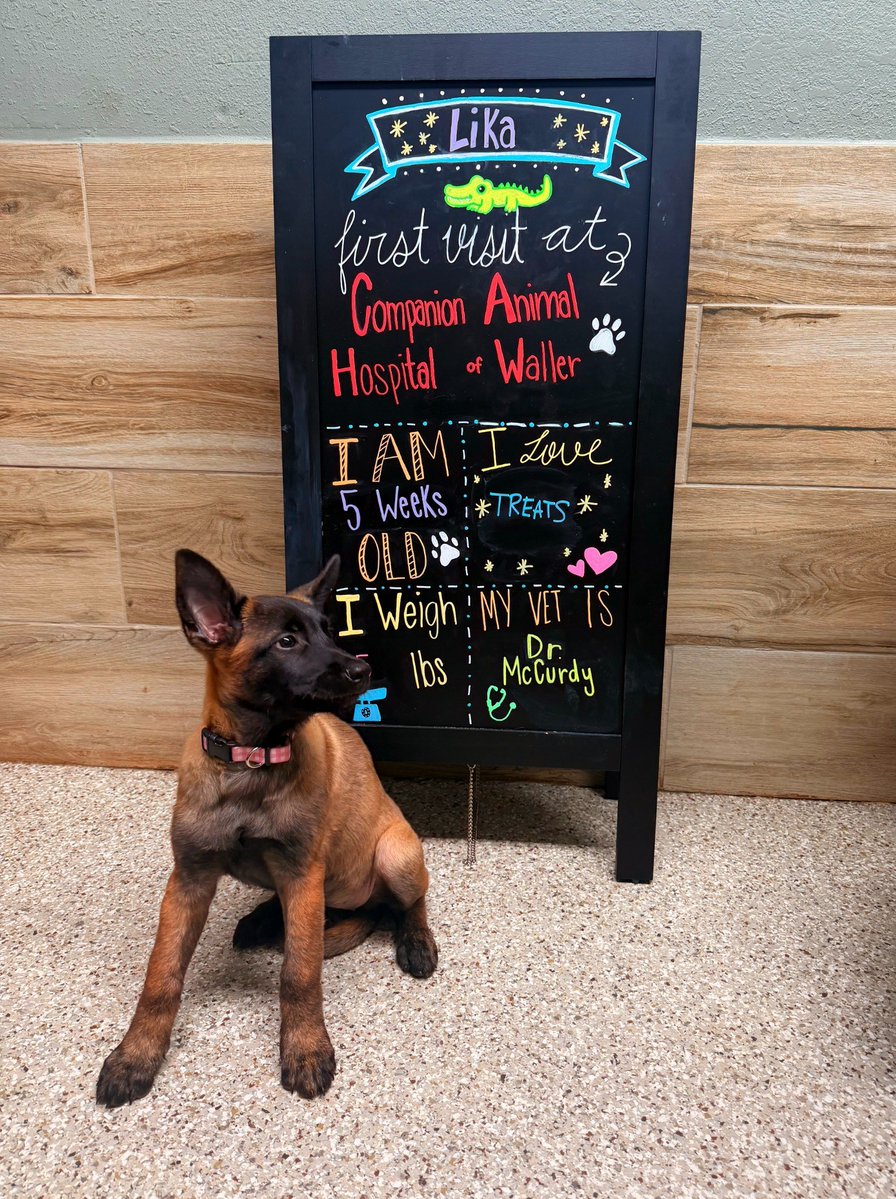 cahofwaller's tweet photo. 🐾💗 Meet Lika! 💗🐾

Our newest little clinic visitor is already stealing hearts (and soaking up ALL the treats! 🥰). We’re so excited to watch this sweet girl grow and be part of her journey! 🐶✨

Welcome to the CAHW family, Lika! 🩺🐾

#NewPuppy #PuppyFirstVisit #VetVisit... https://t.co/tK3m1CR7br
