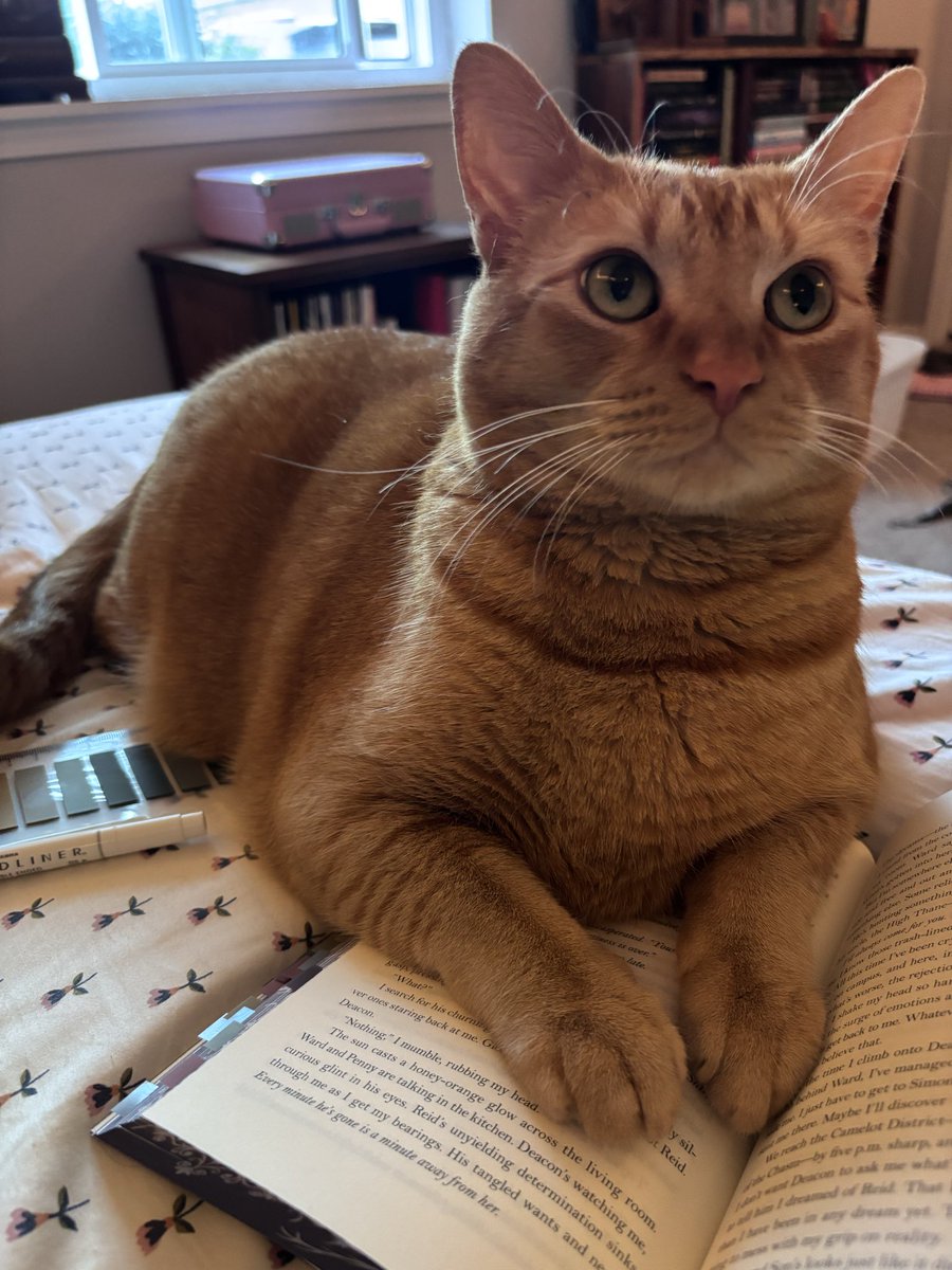 bookishfaes's tweet photo. he doesn’t even care that i’m trying to read https://t.co/IZKVlqffyn