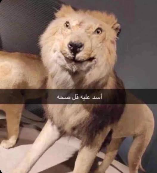 iyymi222's tweet photo. @bluezocor6 يشبه له https://t.co/6Lh8VoB5EF