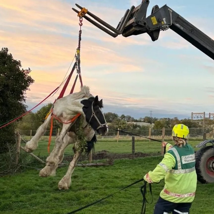 A 23 year old horse named Snowy rescued after becoming trapped in a ditch in Staffordshire

Fire crews lifted Snowy out with straps, while two nearby residents 