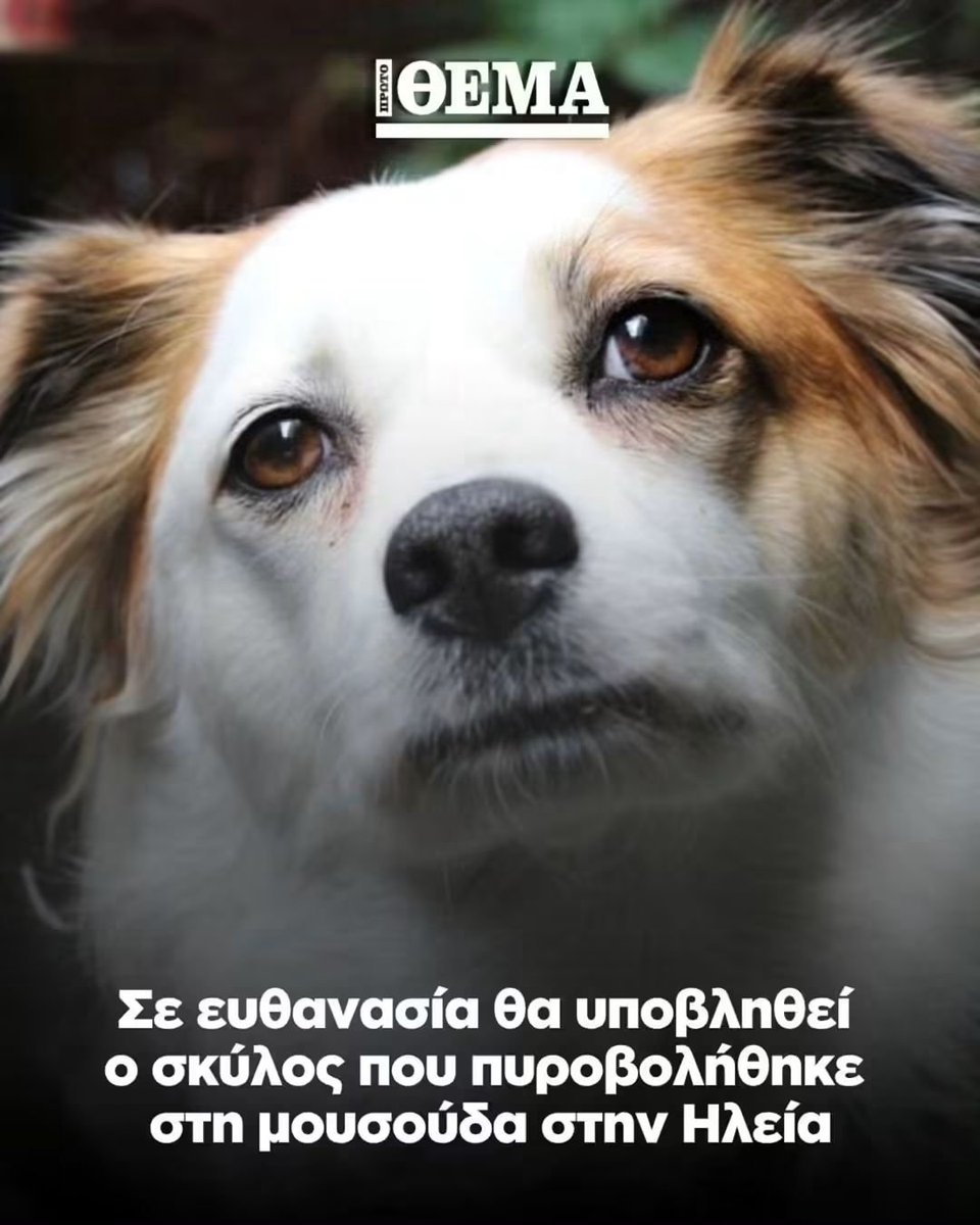AndreasLL3's tweet photo. Εκεί στην Ηλεία ξέρετε τώρα τι πρέπει, Τσο και Λο, δεν υπάρχει δικαιοσύνη. Η θανατική ποινή στην Ελλάδα ΠΡΕΠΕΙ να επιστρέψει.#Ηλεια #σκυλος #worldwide #makeitviral #dog #πυργος https://t.co/cjk6eDH2E5