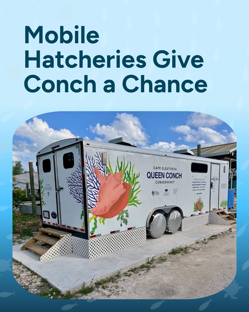 Wave_Browser's tweet photo. A new wave of conservation is giving queen conch a fighting chance. 🌊🐚

In The Bahamas, a solar-powered mobile hatchery is raising juvenile queen conch to help restore wild populations, supporting a species that also plays an important role in healthy Caribbean seagrass ecosystems.

Ocean conservation takes many forms, from restoring marine life to removing plastic and trash from the water. At Wave Browser, we’re proud to support verified ocean cleanup through our partnership with 4ocean.

Surf the Web, Save the Ocean. 🌊

#WaveBrowser #OceanConservation #QueenConch #MarineConservation #SaveTheOcean