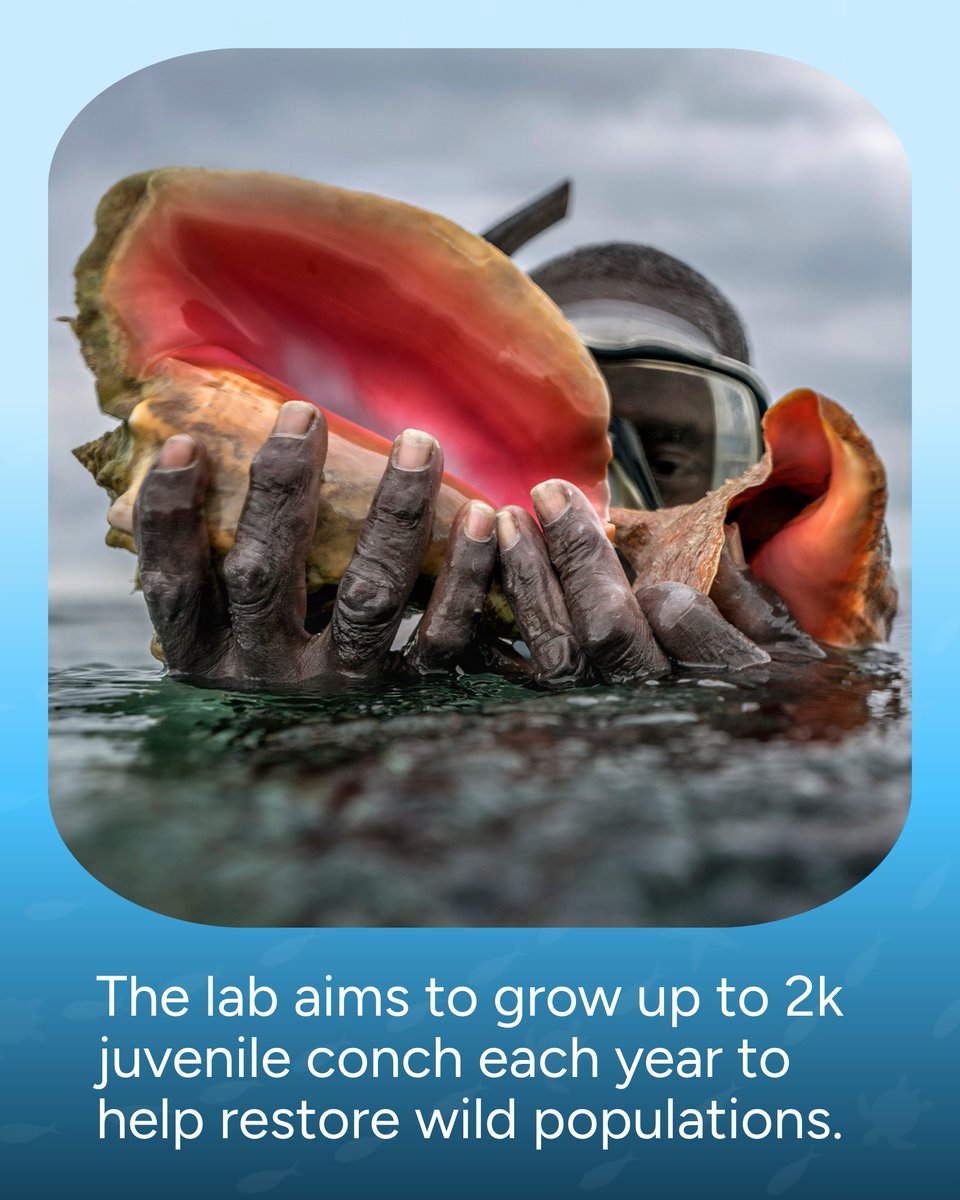 Wave_Browser's tweet photo. A new wave of conservation is giving queen conch a fighting chance. 🌊🐚

In The Bahamas, a solar-powered mobile hatchery is raising juvenile queen conch to help restore wild populations, supporting a species that also plays an important role in healthy Caribbean seagrass ecosystems.

Ocean conservation takes many forms, from restoring marine life to removing plastic and trash from the water. At Wave Browser, we’re proud to support verified ocean cleanup through our partnership with 4ocean.

Surf the Web, Save the Ocean. 🌊

#WaveBrowser #OceanConservation #QueenConch #MarineConservation #SaveTheOcean