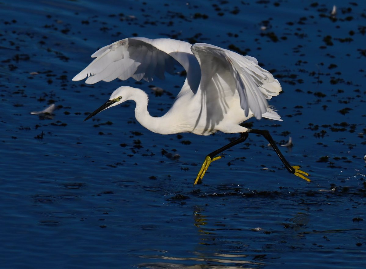 CarlBovisNature's tweet photo. Little Egret running on water! 😁
 Taken this weekend at RSPB Ham Wall in Somerset. 😊🐦 https://t.co/PAD8S620ZG