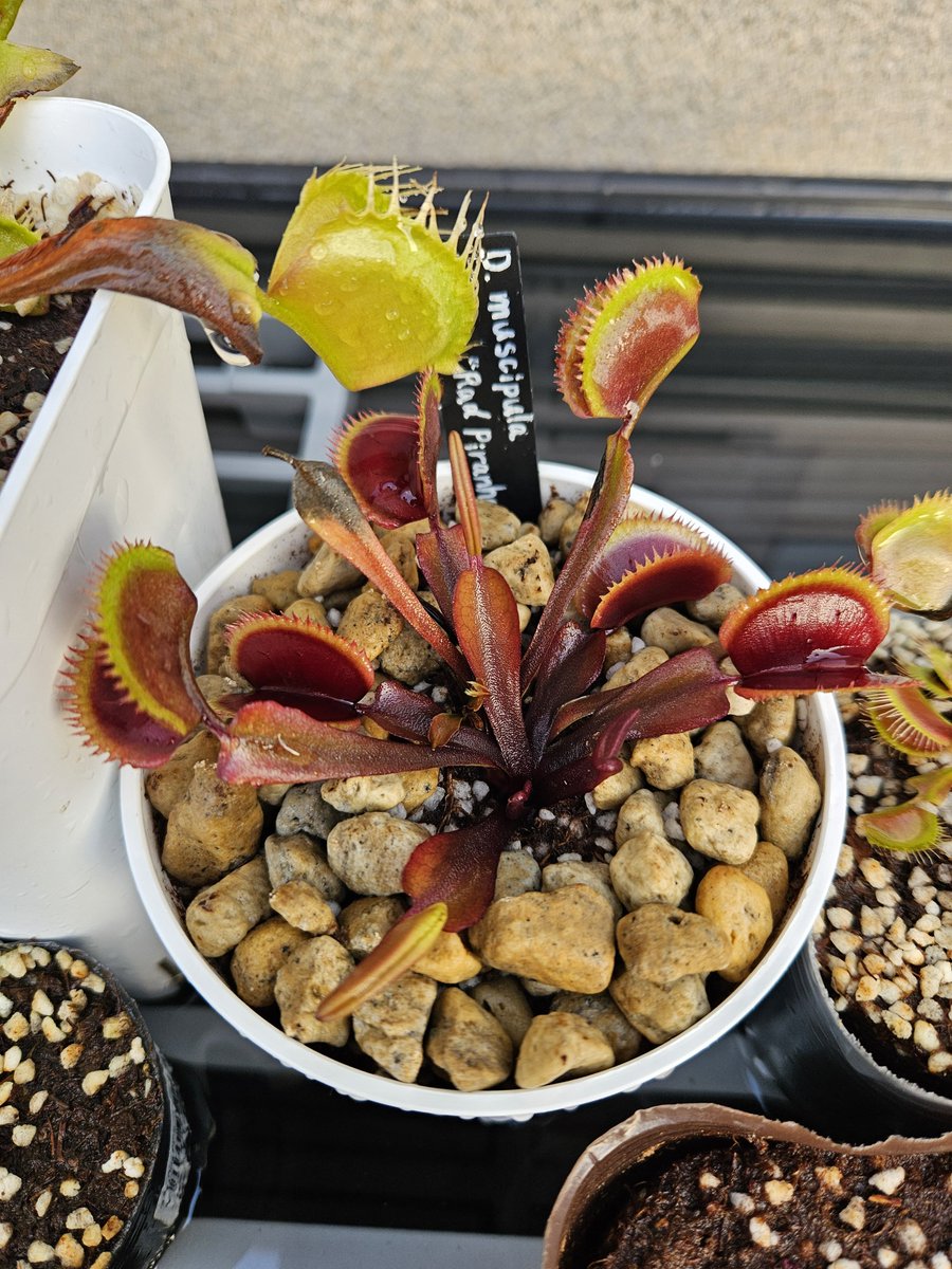 stonewellplants's tweet photo. レッドピラニア！来年はきれいに仕立てたいな https://t.co/MhtJ4GPNbn