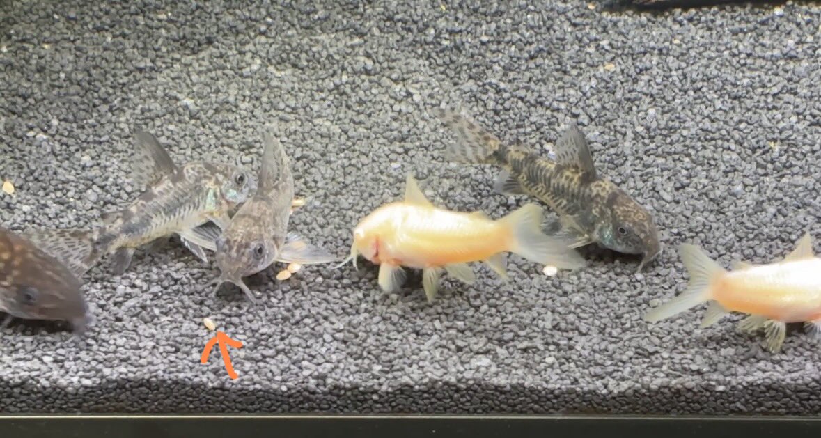 mof_yu's tweet photo. レティちゃんコンちゃんに弄ばれるパラクリアさん...😂どうして〜〜〜！😂 https://t.co/rlP7Am7F9P