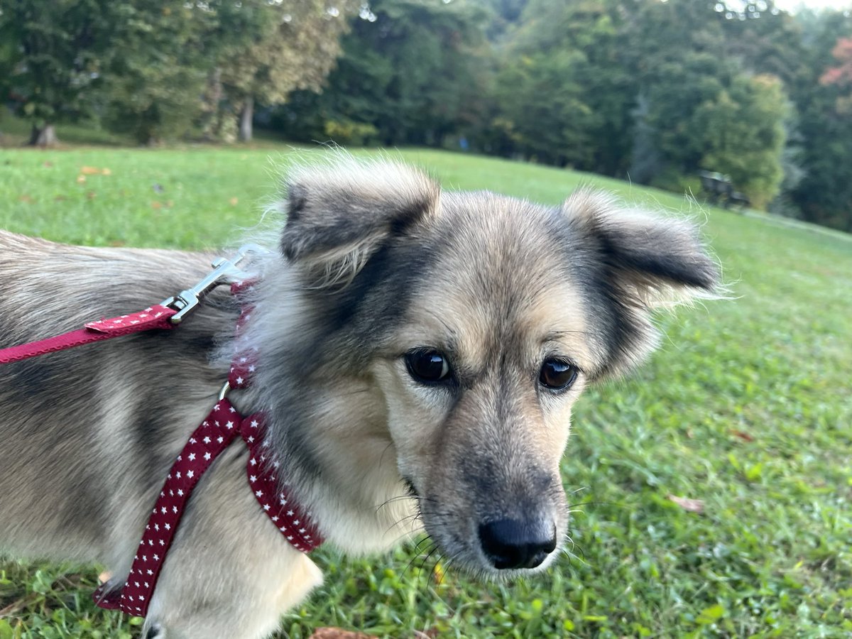 majorinko's tweet photo. 朝んぽ🐶 https://t.co/WBLrv6bL0W