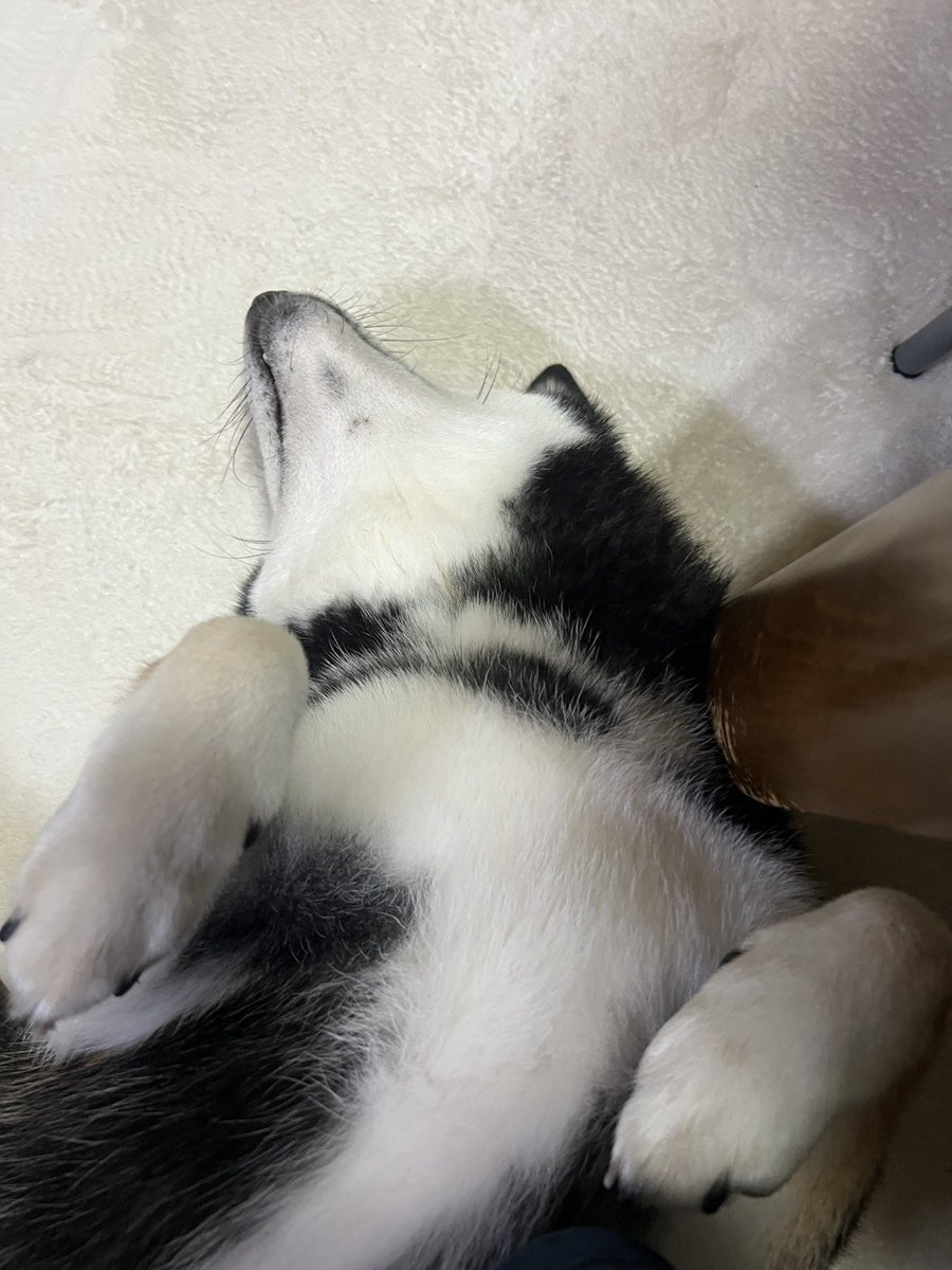 katetxusa's tweet photo. おはよう🥱

#Shibainu
#柴犬
#黒柴 https://t.co/SWR27Ja1LU