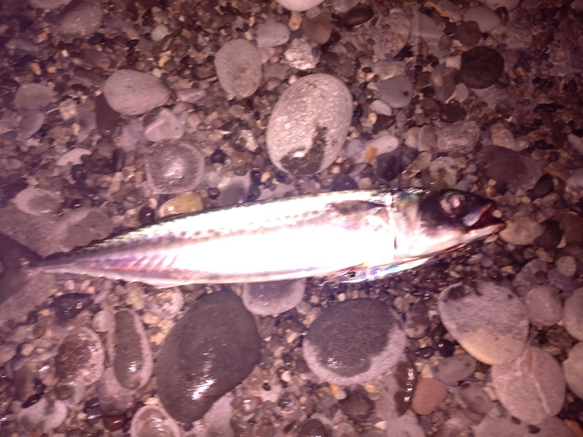 dangerkaien's tweet photo. 日の出直前にサバ、日の出直後にカワハギがスレ掛かり。中潮だけど、魚っ気はないかなぁ。遠投カゴの大お父様方は釣れなさ過ぎて座談会してます（笑）#ショアジギング　#片浜海岸 https://t.co/LoodajgcMA