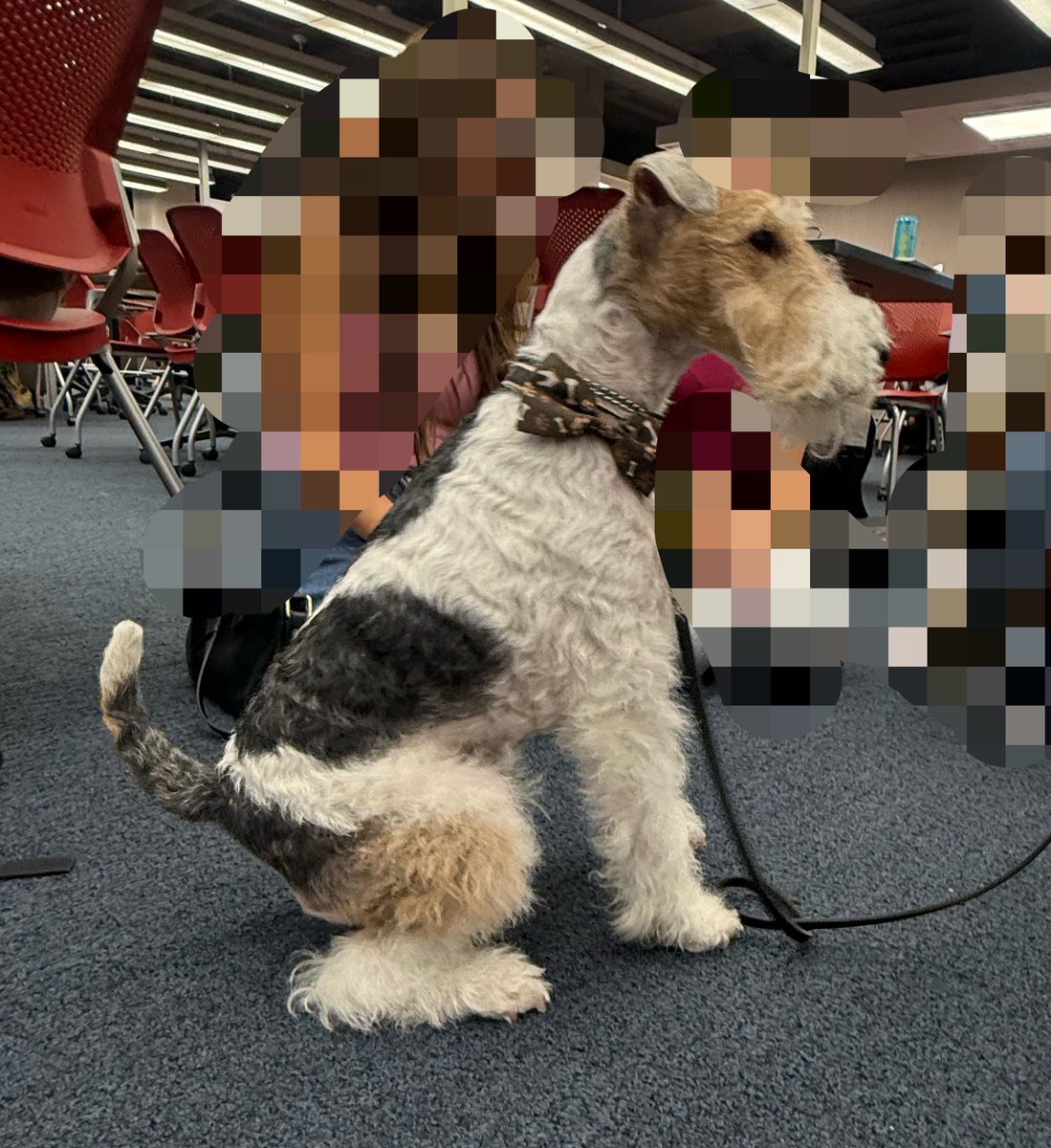 defectcritter's tweet photo. went to a therapy dog event on campus which is normally very socially hard and overstimulating for me but i actually had a lovely time and 2 of the handlers were very impressed that i recognized their dogs breeds (wire fox terrier and flat coated retriever) https://t.co/JP3UQIiogR