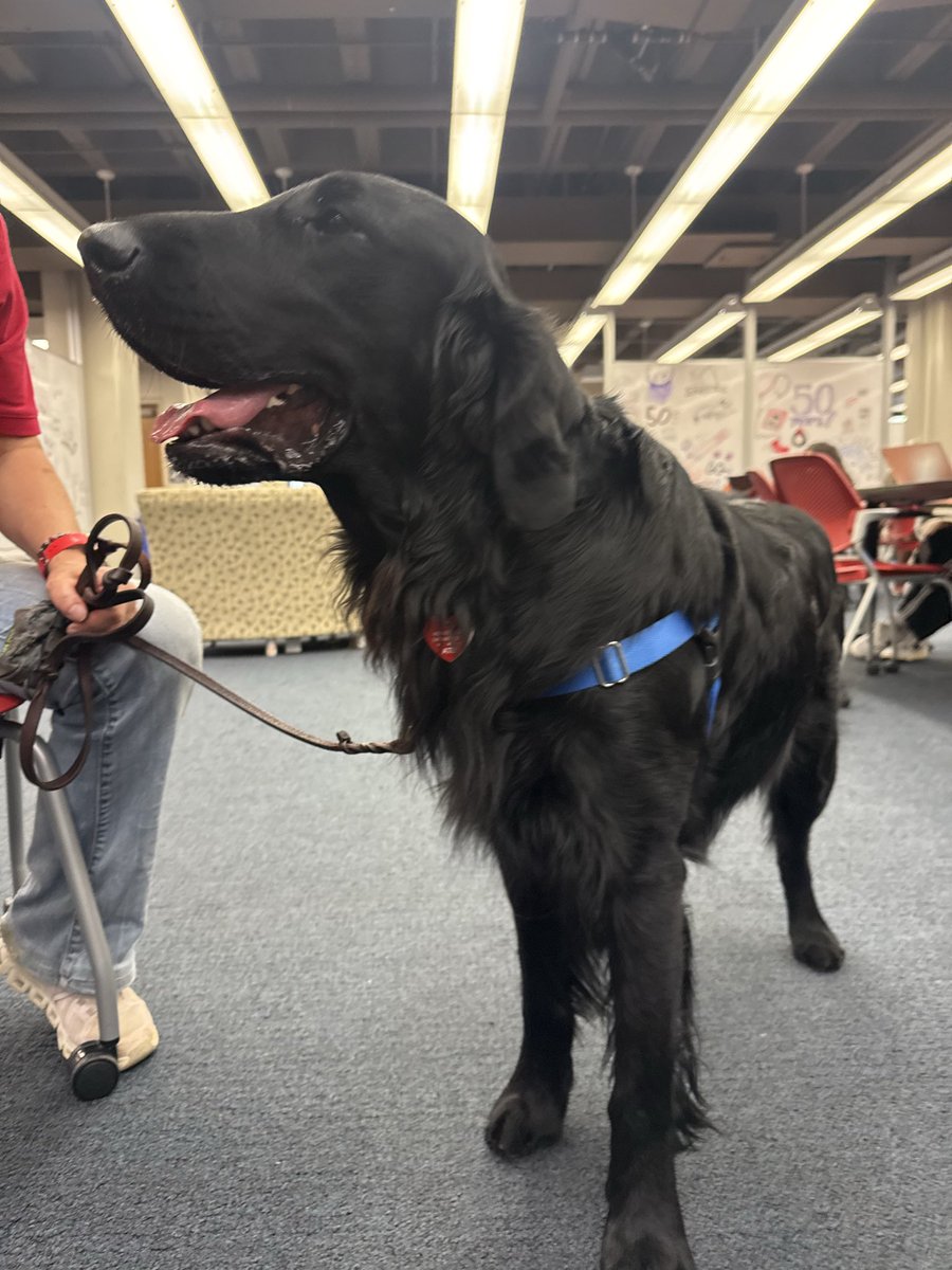 defectcritter's tweet photo. went to a therapy dog event on campus which is normally very socially hard and overstimulating for me but i actually had a lovely time and 2 of the handlers were very impressed that i recognized their dogs breeds (wire fox terrier and flat coated retriever) https://t.co/JP3UQIiogR
