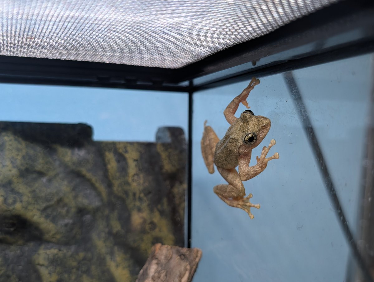 galaxy_animal's tweet photo. カジカガエルの飼育を始めました。 https://t.co/cUVpz4narJ