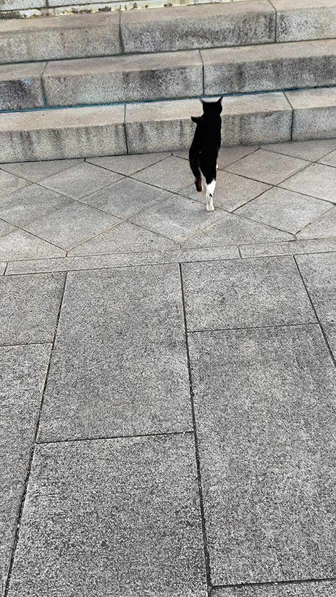 eikama's tweet photo. 2026年10月8日。木曜日。
二十四節気は寒露。
その通りに涼やかで清々しい朝。猫たちもみんなごきげんです。 https://t.co/mtr2zrfbHa