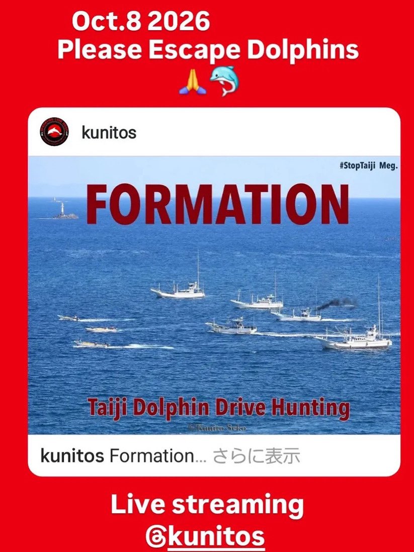 yoko865's tweet photo. Oct. 8 2026
The dolphin's family is being chased by a hunting boat.
It divides a group of dolphin families.
Please run away from the hunterππ¬
β‘
Live streaming
@KunitoSeko
β‘
#stoptaiji
#shameonjapan
#stopthegrind https://t.co/YWiEbFlNdS
